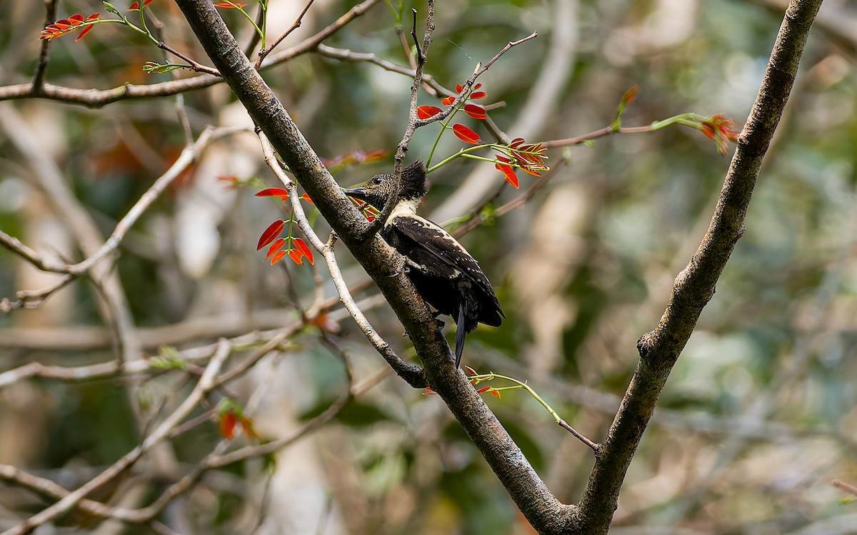 Black-and-buff Woodpecker - ML616904821
