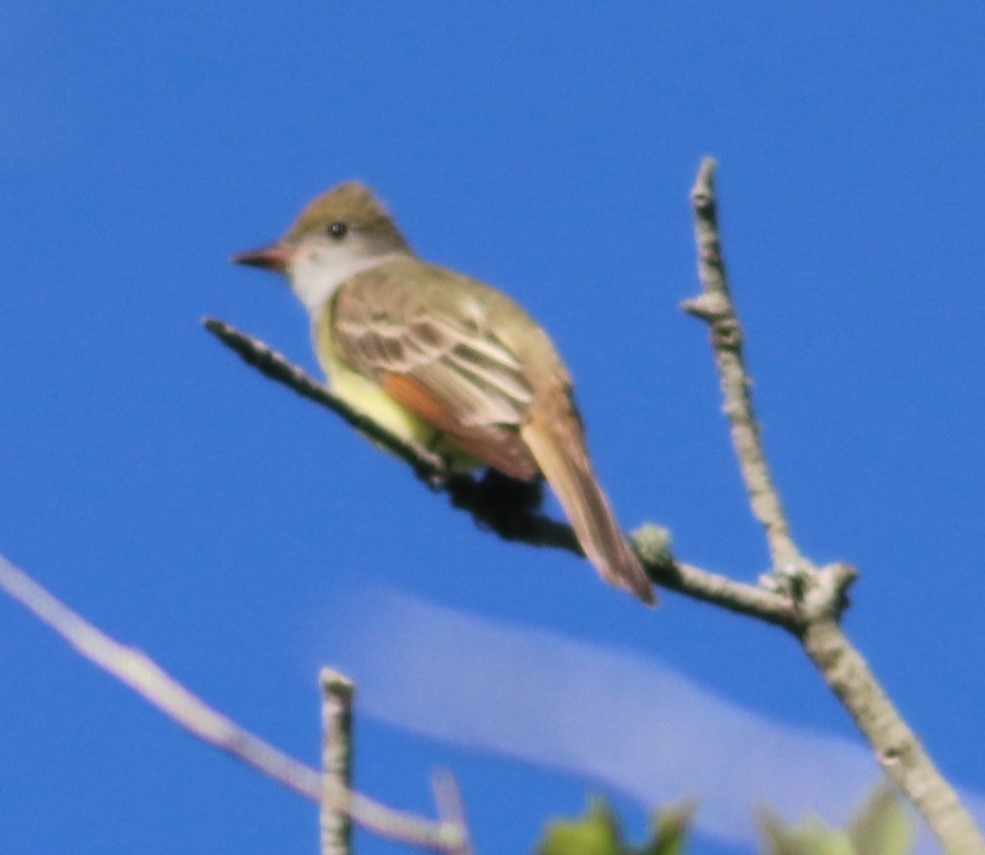 Great Crested Flycatcher - ML616905028