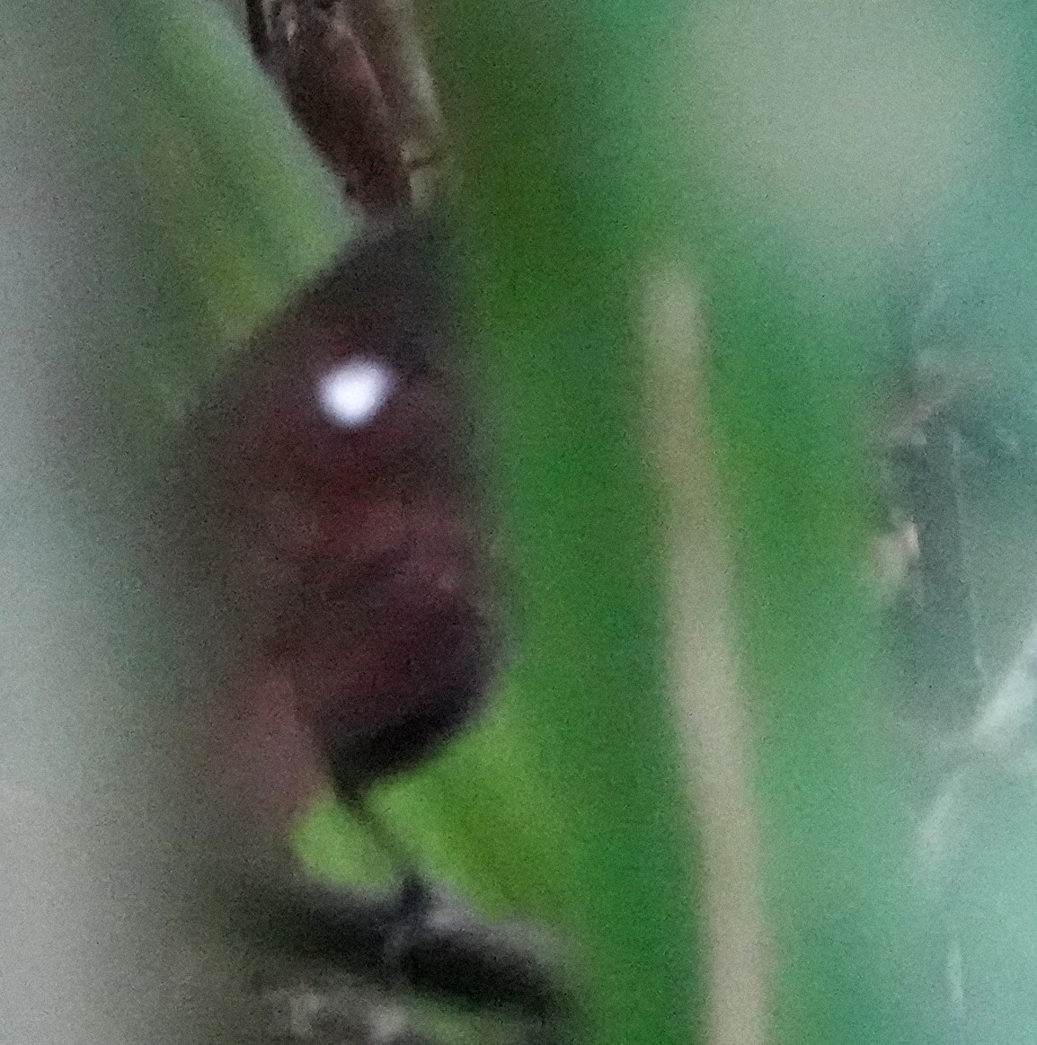 Каштановохвостая муравьянка - ML616905097