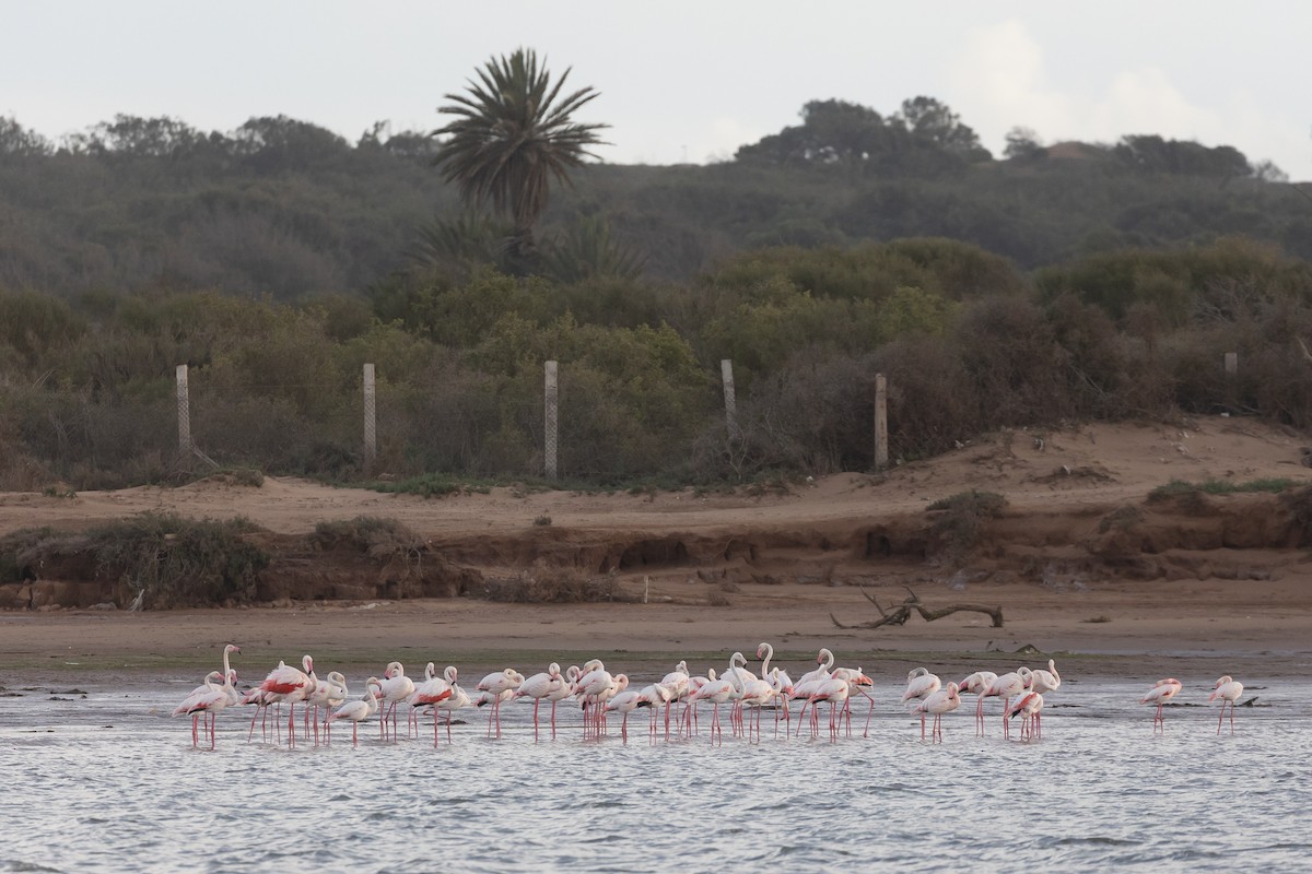 Greater Flamingo - ML616905298