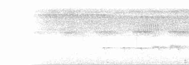 Мурав’янка-прудкокрил перуанська - ML616905314