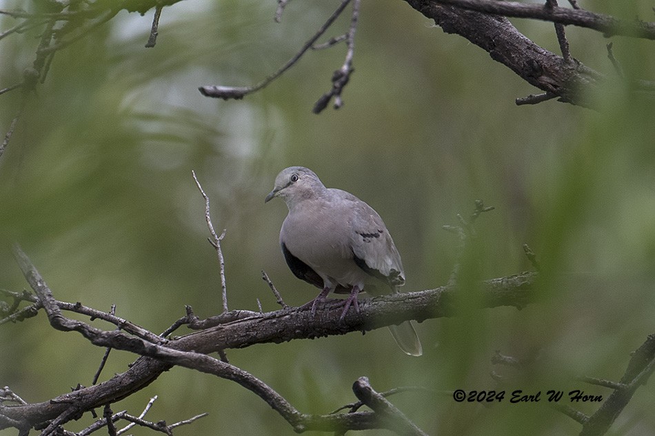 Picui Ground Dove - Earl Horn