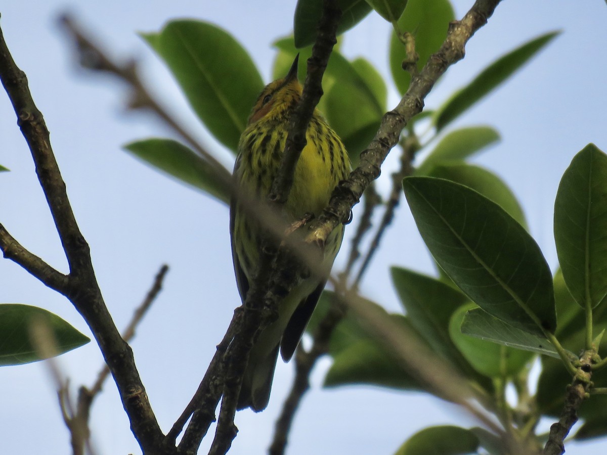 Cape May Warbler - ML616905393