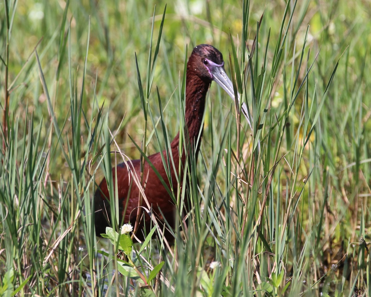 ibis hnědý - ML616905398