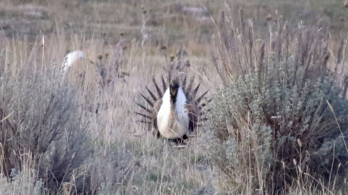 Greater Sage-Grouse - ML616905597