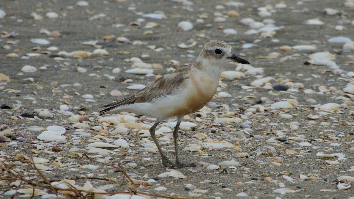 Red-breasted Dotterel - ML616905661
