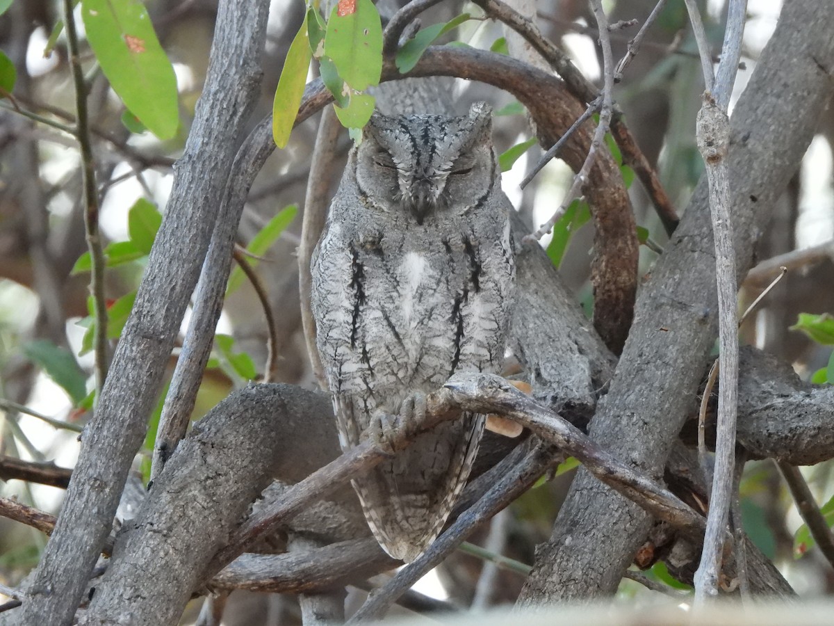 African Scops-Owl - ML616905728