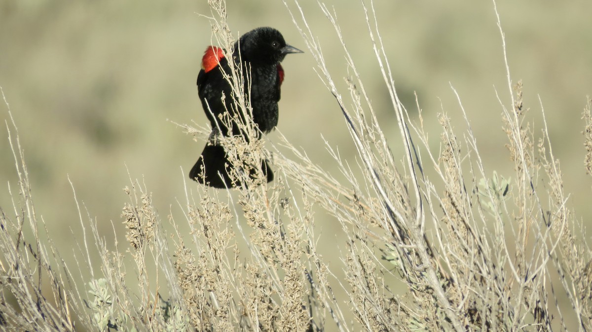 Red-winged Blackbird - Kent Coe