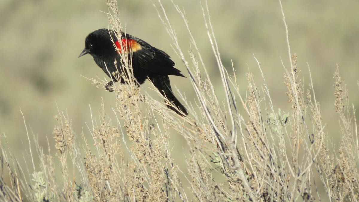 Red-winged Blackbird - ML616905782