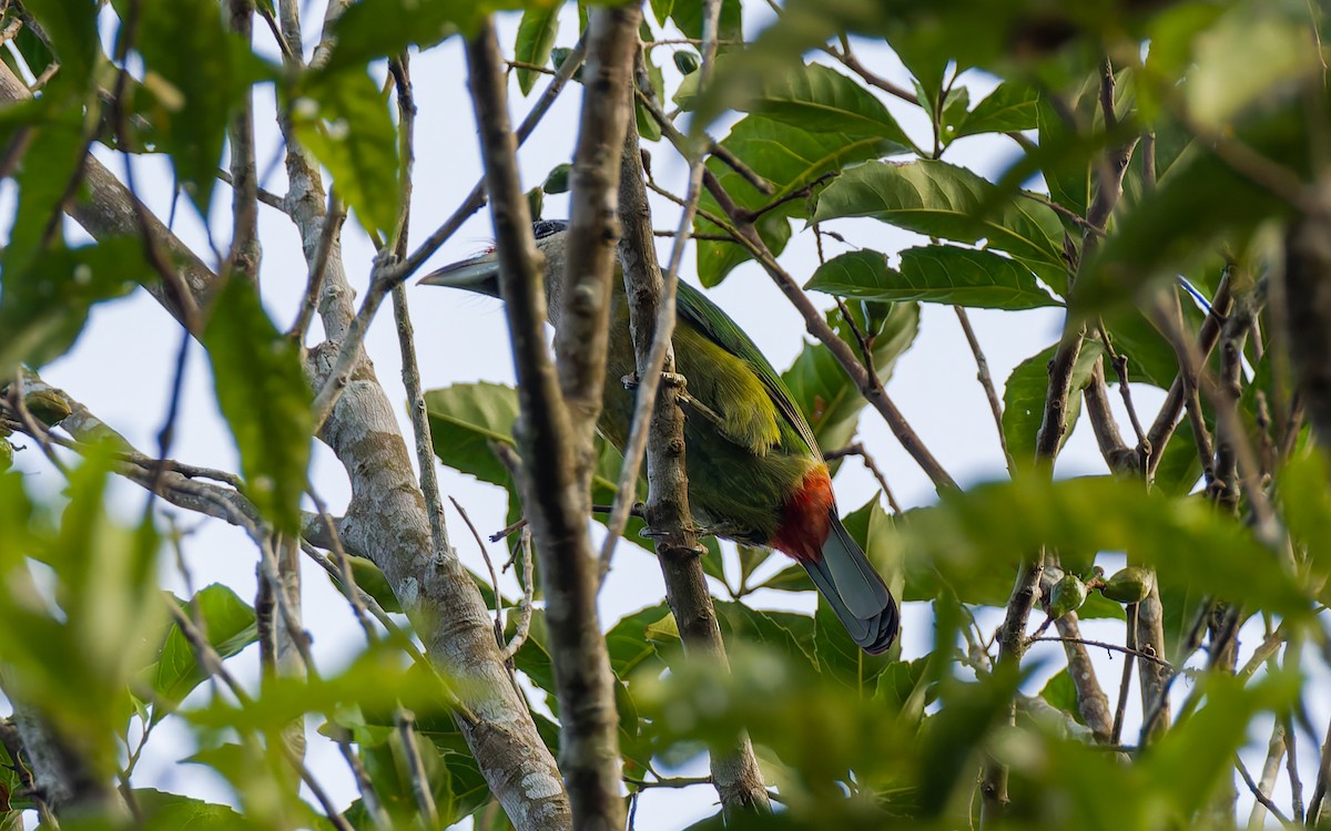 Red-vented Barbet - ML616905808