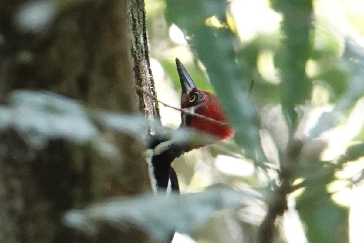 Crimson-crested Woodpecker - Jeremy Dominguez