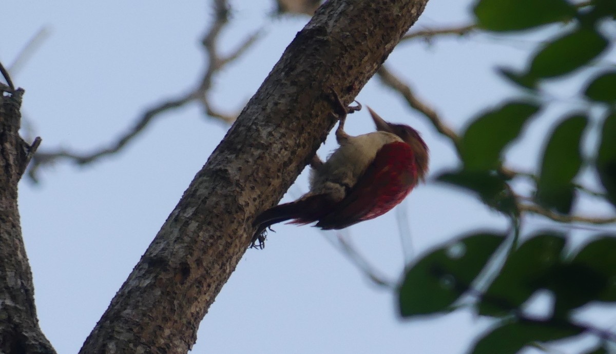 Scarlet-backed Woodpecker - ML616906098
