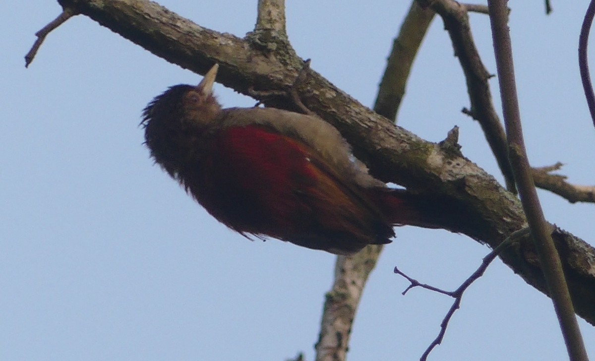 Scarlet-backed Woodpecker - ML616906099
