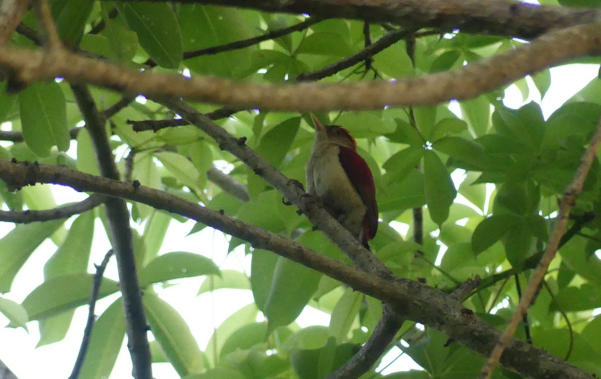 Scarlet-backed Woodpecker - ML616906101