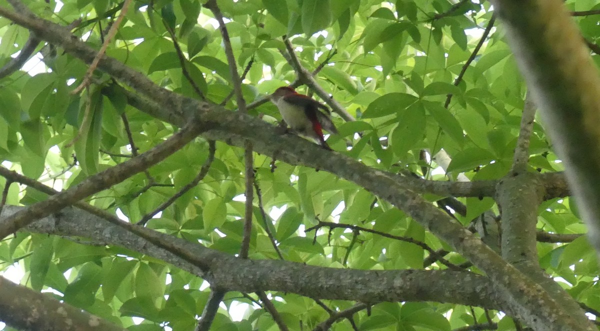 Scarlet-backed Woodpecker - ML616906102