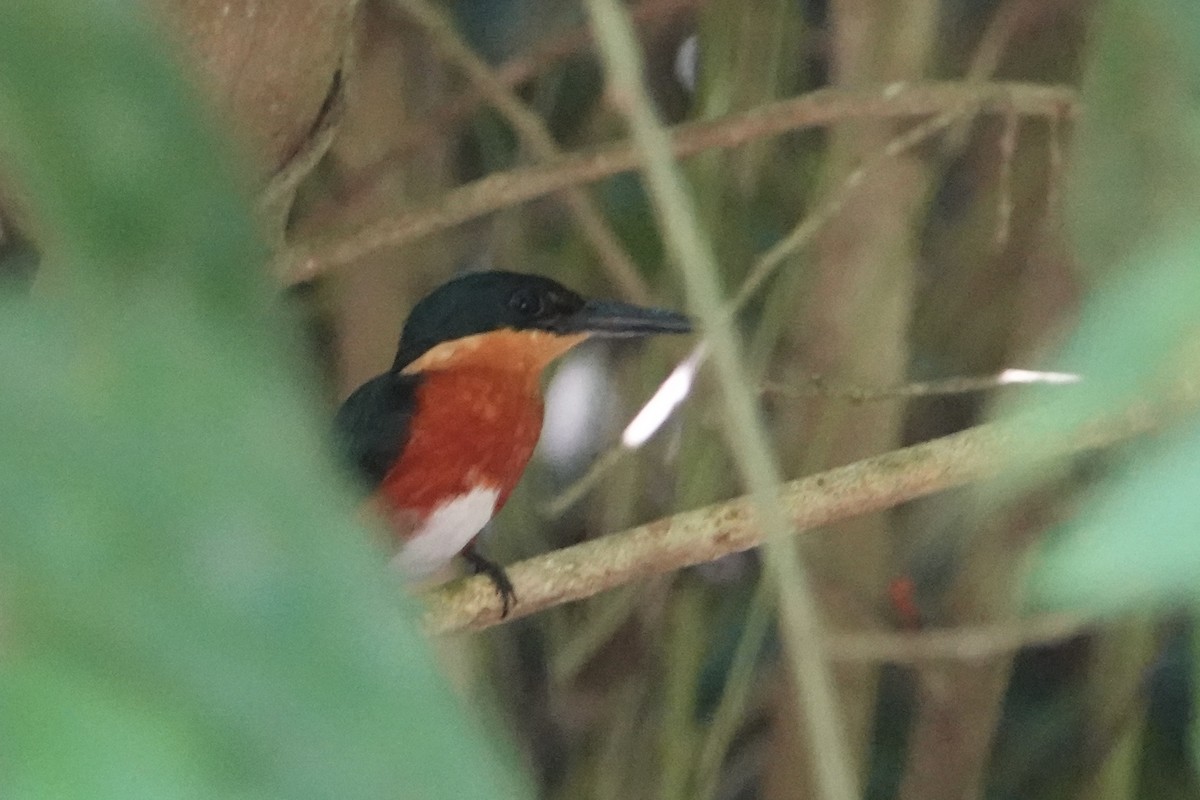 American Pygmy Kingfisher - ML616906136