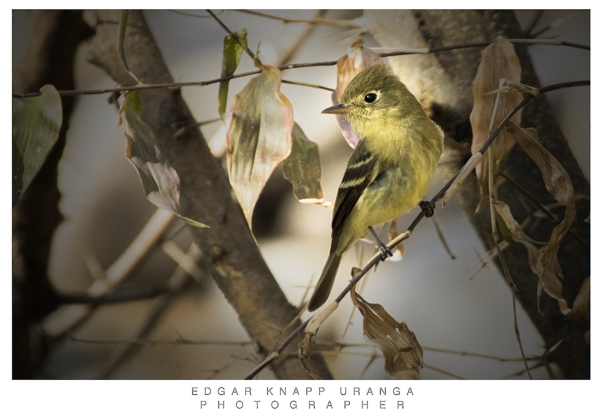 Pine Flycatcher - Edgar Knapp Uranga