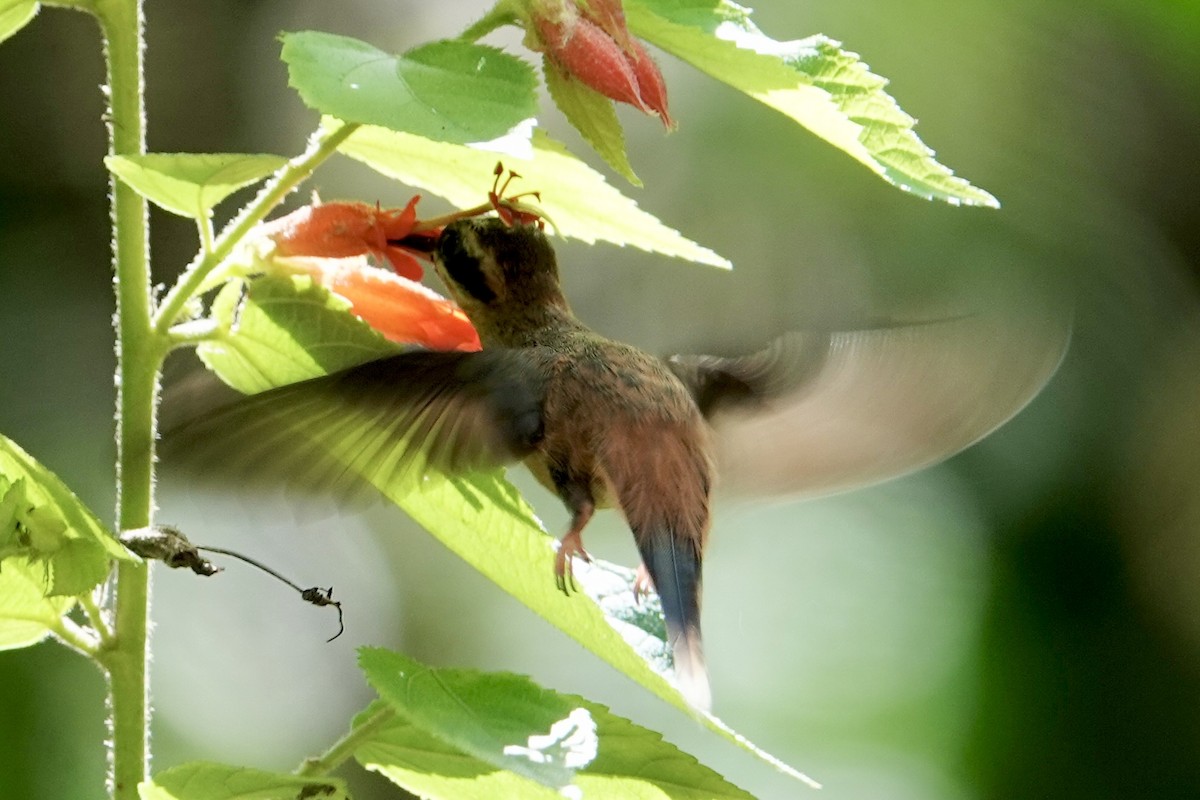 kolibřík proužkohrdlý - ML616906270