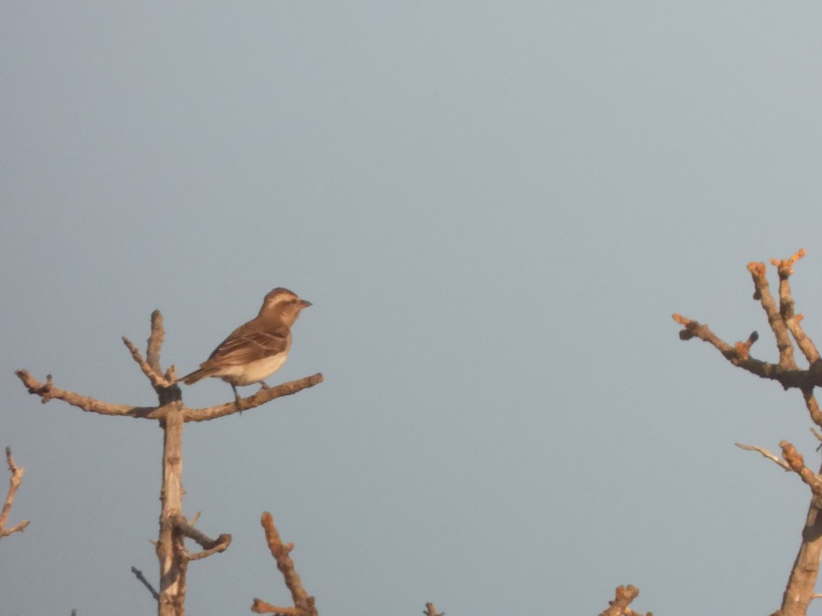 Yellow-throated Bush Sparrow - Bev Agler
