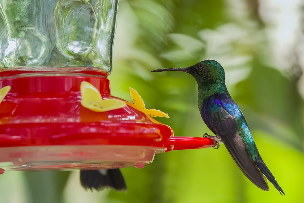 kolibřík západokolumbijský - ML616906306