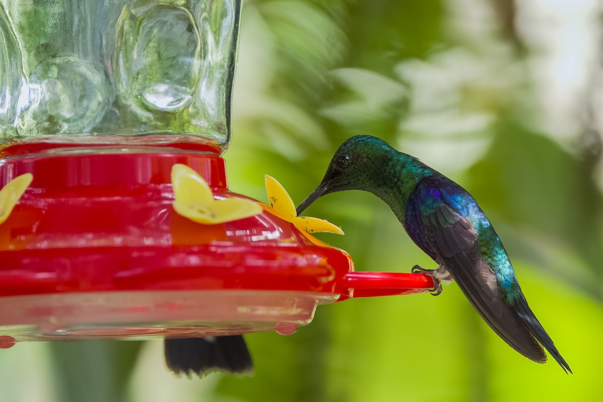 kolibřík západokolumbijský - ML616906324