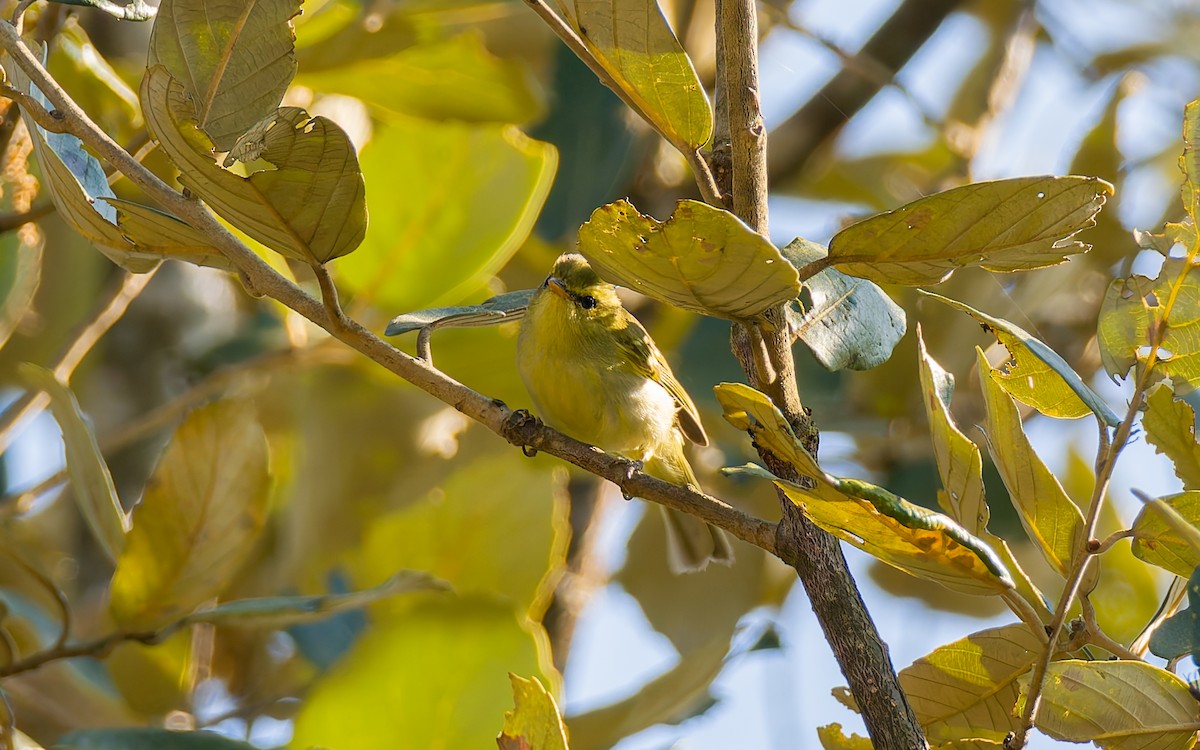 Kloss's Leaf Warbler - ML616906355