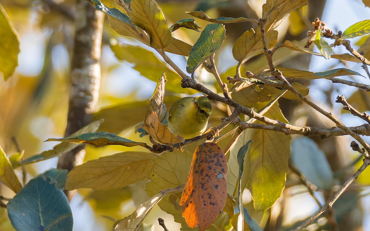 Kloss's Leaf Warbler - ML616906379