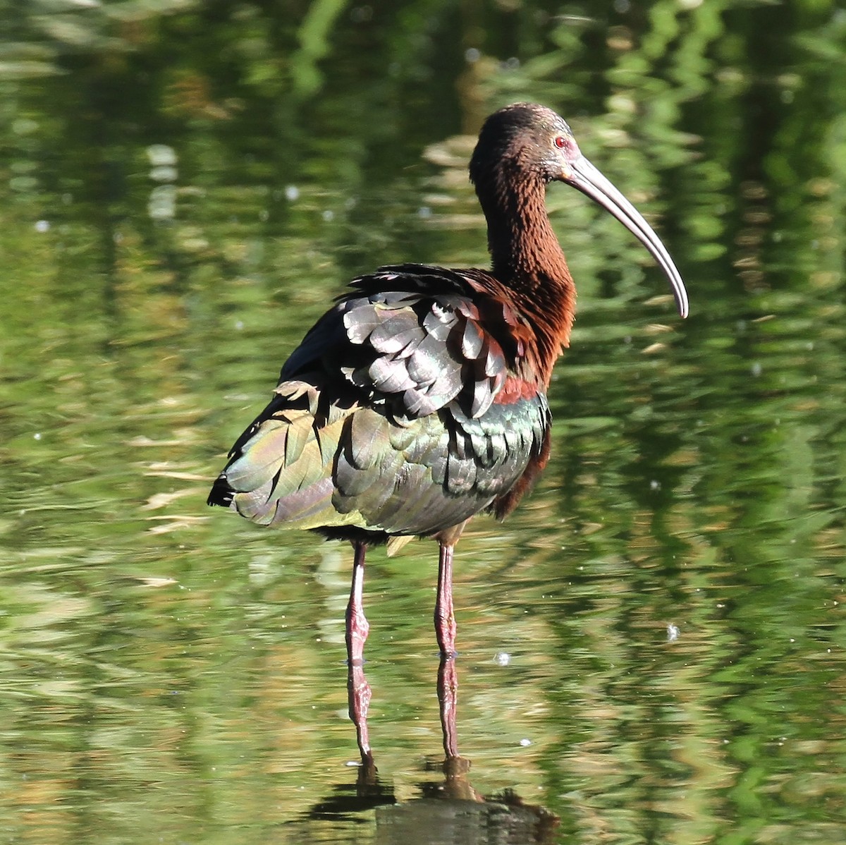 ibis americký - ML616906386