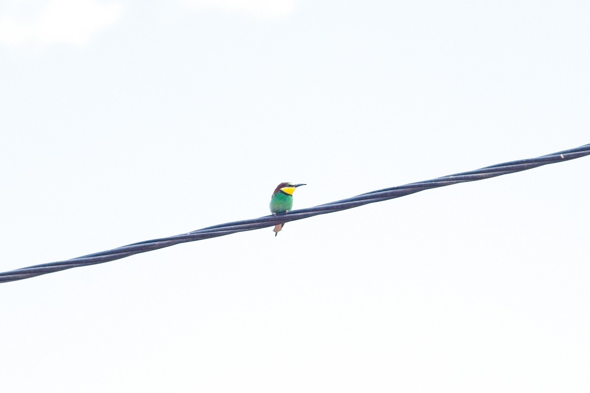 European Bee-eater - ML616906403