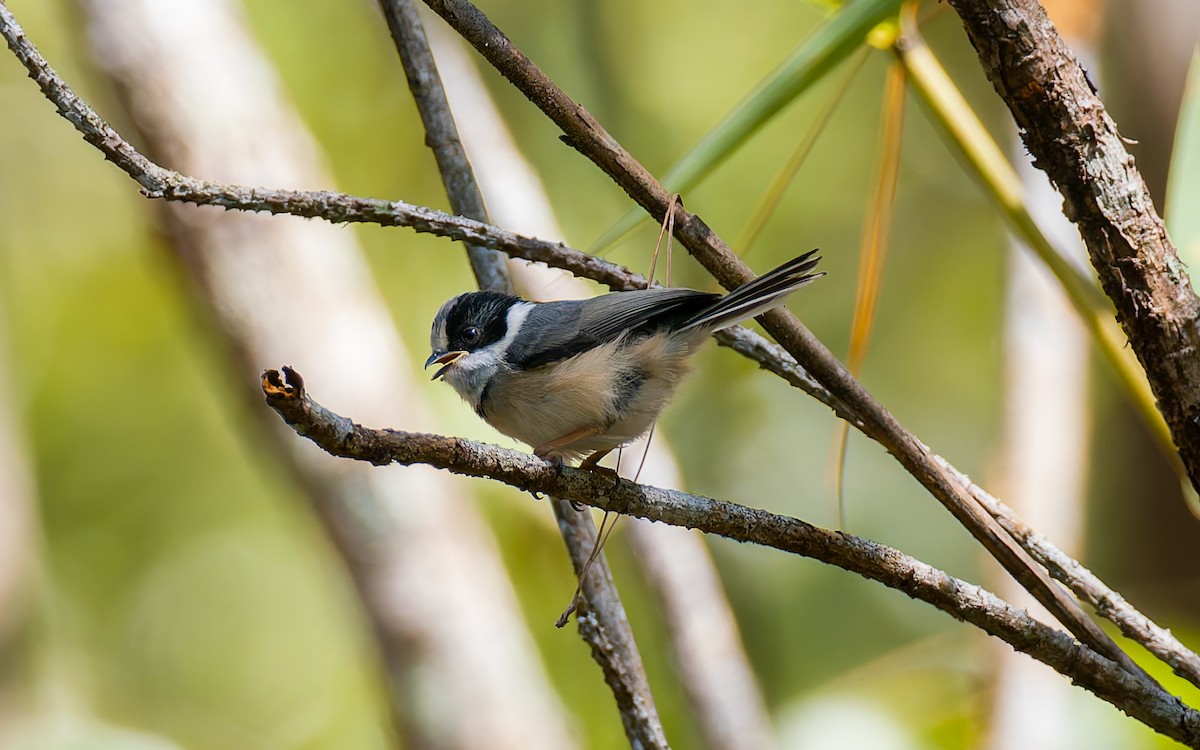 Black-throated Tit (Gray-crowned) - ML616906428