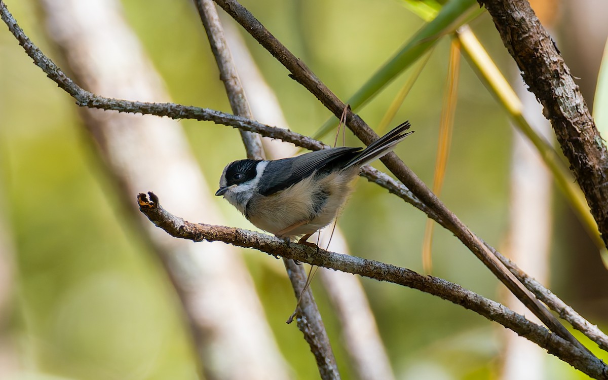 Black-throated Tit (Gray-crowned) - ML616906444