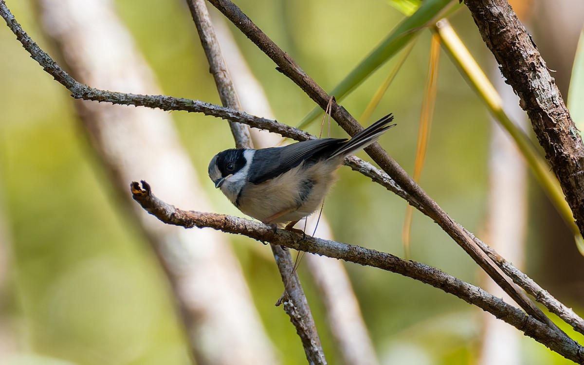 Black-throated Tit (Gray-crowned) - ML616906445