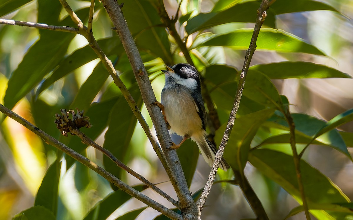 Black-throated Tit (Gray-crowned) - Peter Kennerley