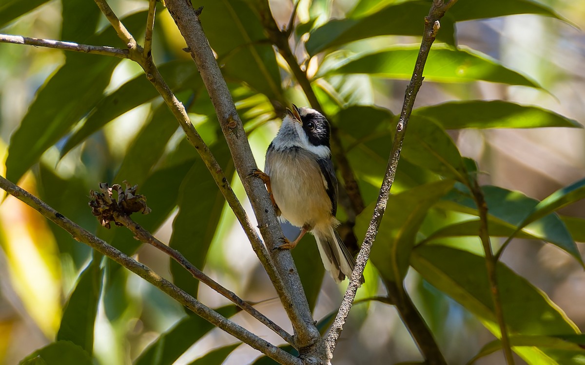 Black-throated Tit (Gray-crowned) - ML616906463