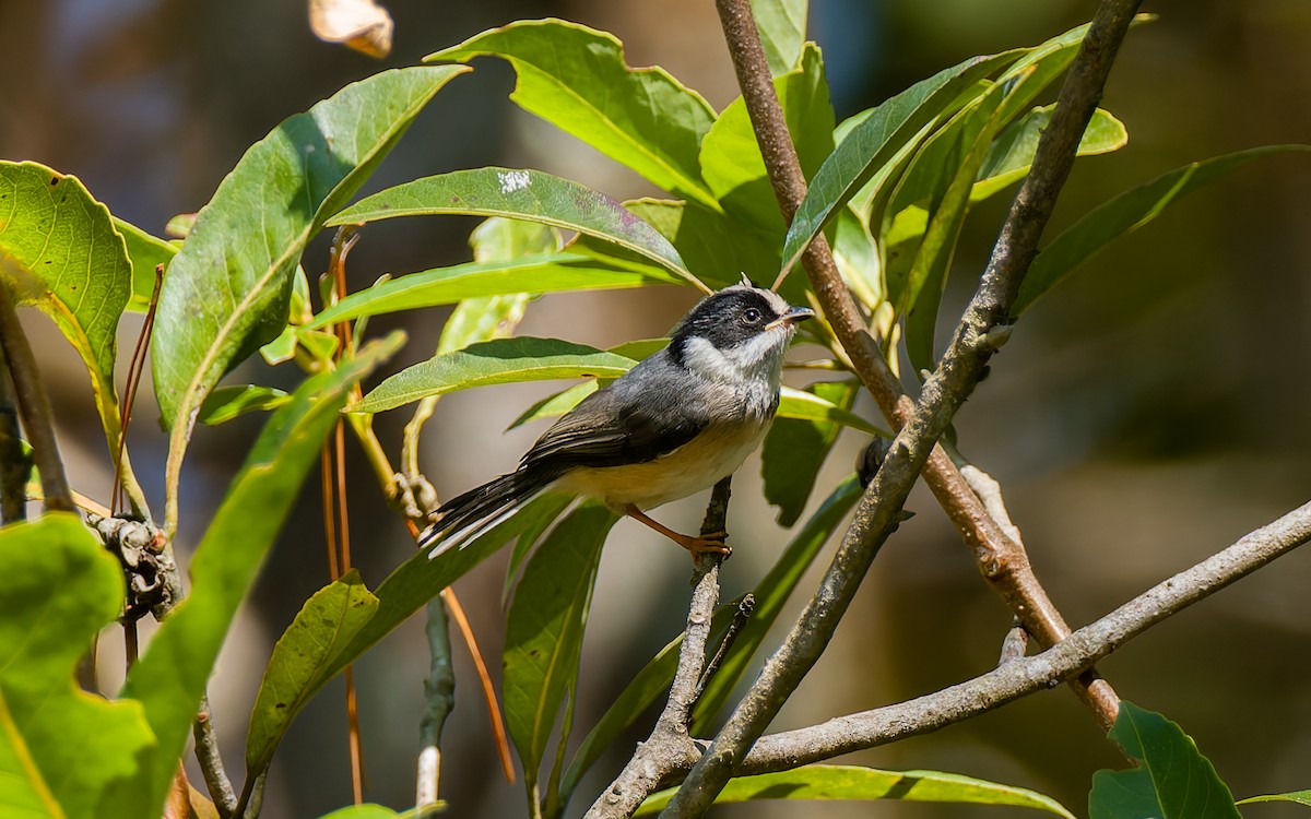 Black-throated Tit (Gray-crowned) - ML616906478