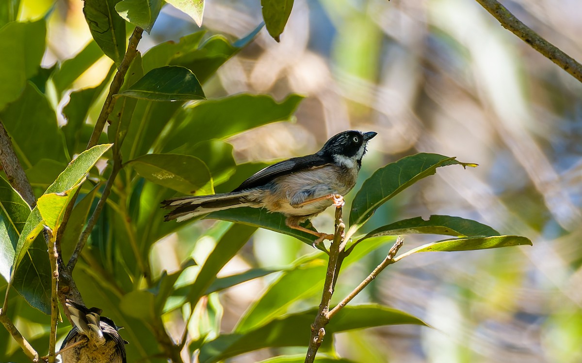 Black-throated Tit (Gray-crowned) - ML616906481