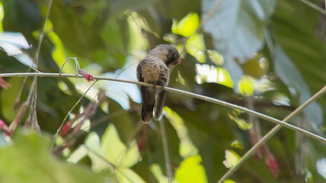 kolibřík hnědotemenný - ML616906485