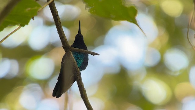 kolibřík tyrkysový - ML616906518