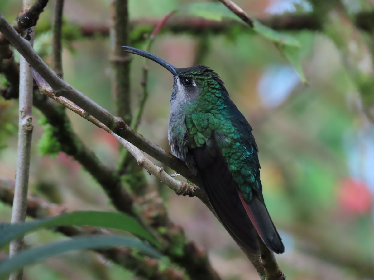 kolibřík azurovoprsý - ML616906530