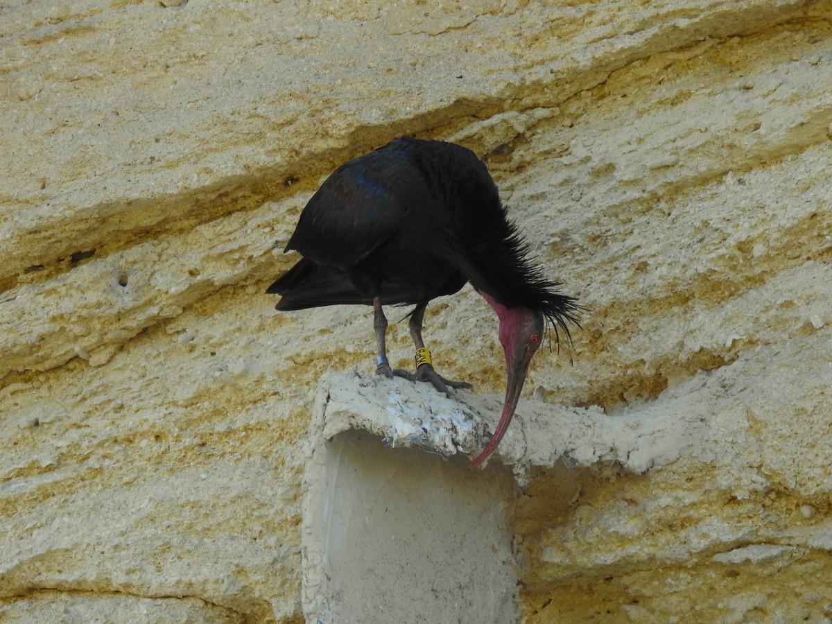Northern Bald Ibis - Marta Cuesta Fernández