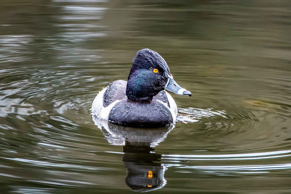 Ring-necked Duck - ML616906652