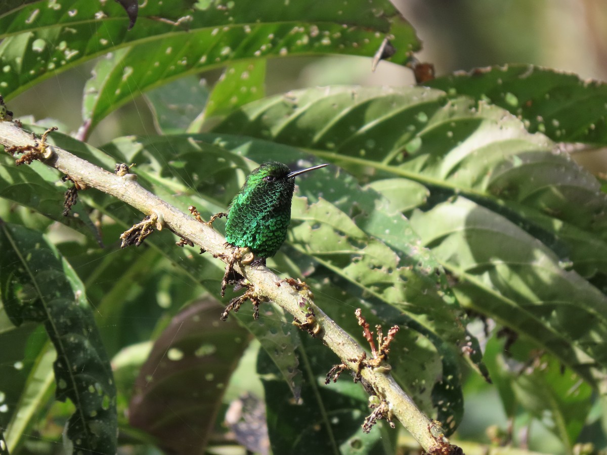 Short-tailed Emerald - ML616906773