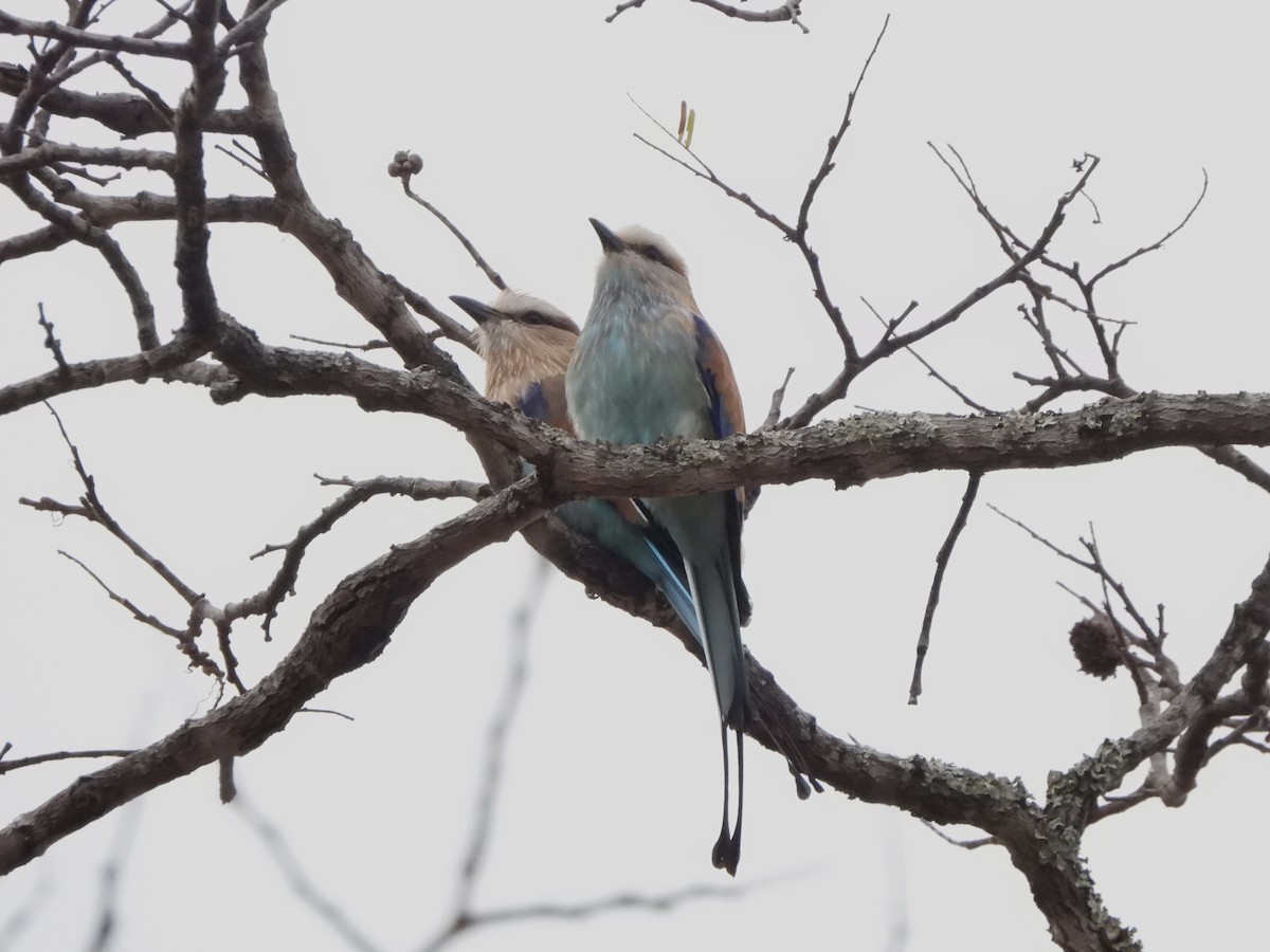 Racket-tailed Roller - ML616906838