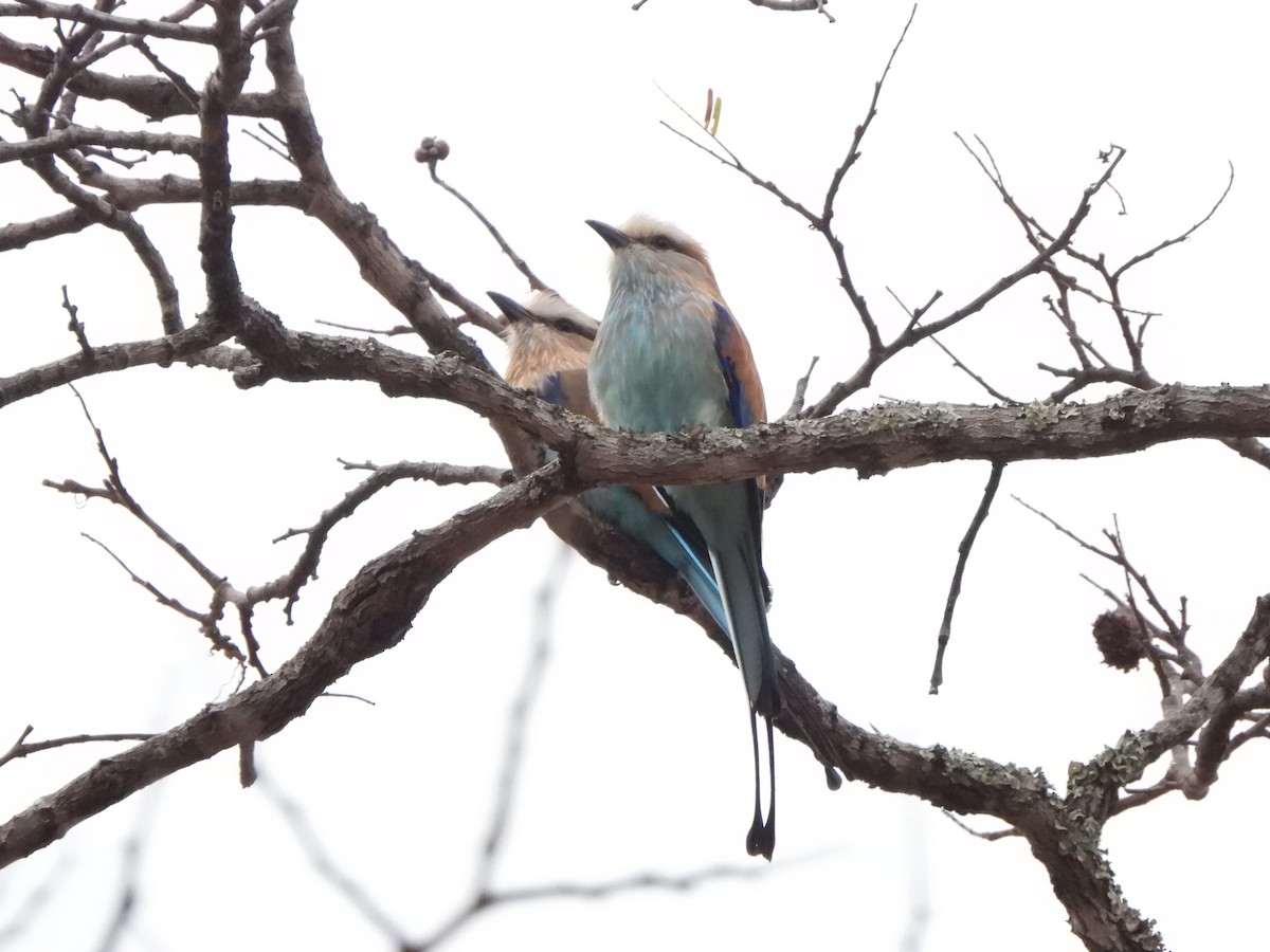 Racket-tailed Roller - ML616906841