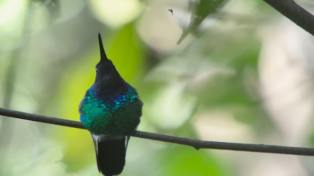kolibřík tyrkysový - ML616906854