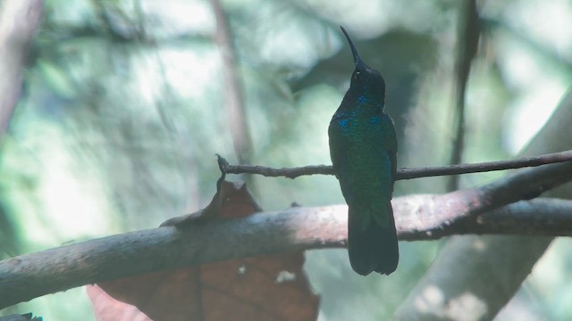 kolibřík tyrkysový - ML616906871