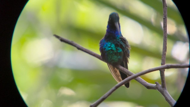 kolibřík tyrkysový - ML616906907