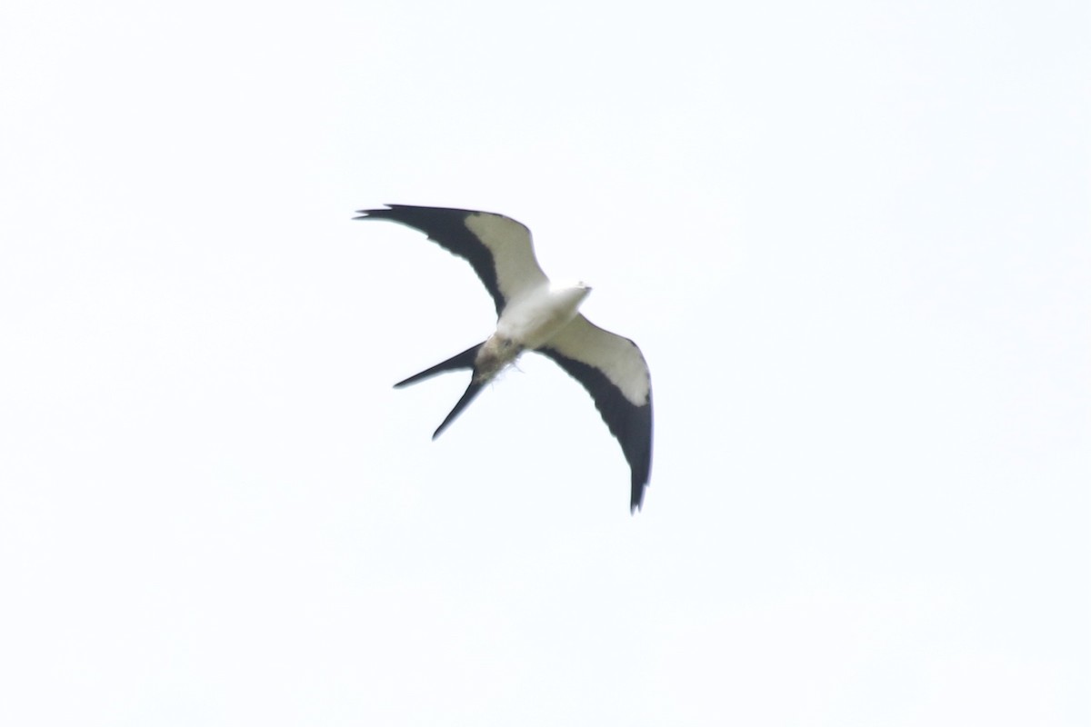 Swallow-tailed Kite - ML616906924