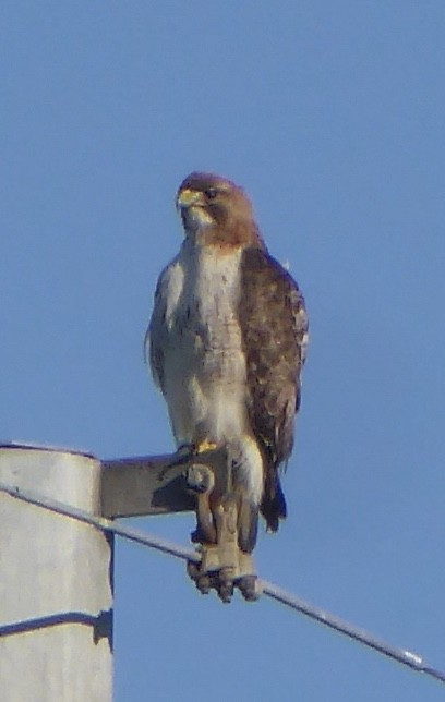 Red-tailed Hawk - ML616906951