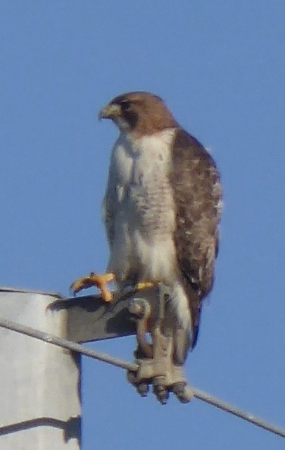 Red-tailed Hawk - ML616906953